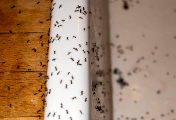 Best Ant Control Services  in Clinton, MI